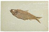 Detailed Fossil Fish (Knightia) - Wyoming #227437-1